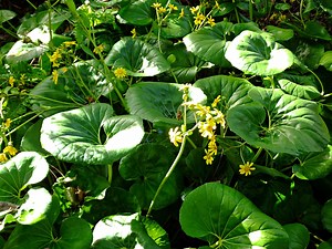 How To Grow Leopard Plant (Ligularia)  - Bunnings New Zealand