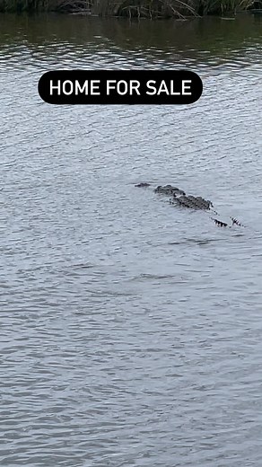 This is one of the biggest alligators 🐊 I have ever seen swimming behind my home. Alligators reach sexual maturity when they are 6 to 8 feet long. Throughout most of their range, alligators begin courting in April and breed in late May and early June. A female lays a single clutch of 30 to 50 eggs in a mound of vegetation during early June to mid-July. They incubate eggs for about 65 days. After incubating for approximately two months, these eggs will hatch in either late August or early Septem