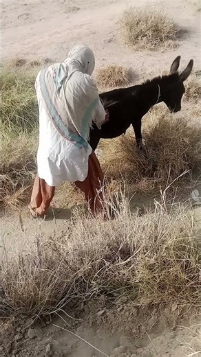 The Donkey Turned an Ordinary Day Into a Hilarious Memory! 😂🐴