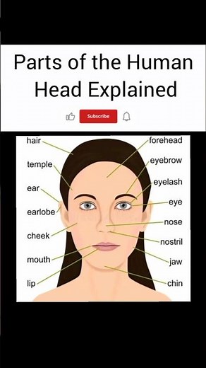 Parts of the Human Head Explained