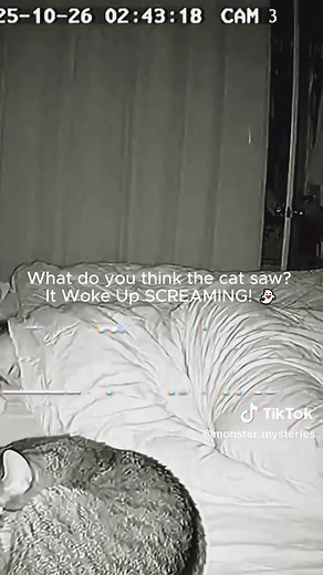 Haunted Cats Captured on Camera: Chilling Paranormal Moments