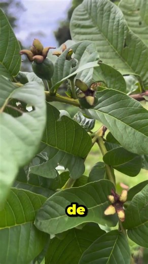Guava leaf #natural #healthyfood #plantsupport #fruit