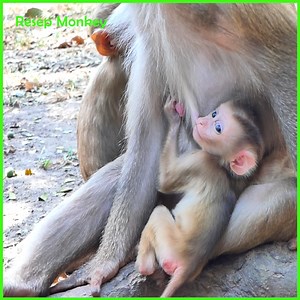 13K views · 159 reactions | Horrific Abuse! Mother Monkey Forces Baby to Breastfeed Through Violence! | RESEP Monkey | Facebook