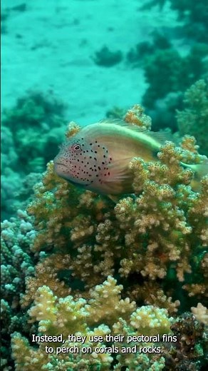 #Hawkfish: The Perching Predators of the Coral Reefs