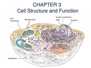 CHAPTER 3 Cell Structure and Function - SlideServe