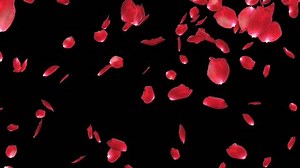Rose Petals Falling Against Black Stock Footage Video (100% Royalty-free) 4374620 | Shutterstock