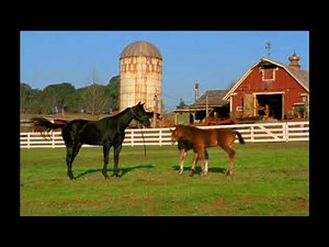 Racing Stripes - having fun