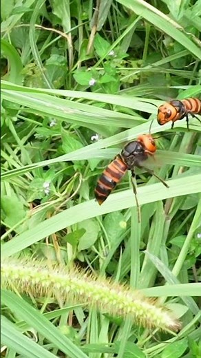 Giant Hornets Communicate Through Head-Butting in Flight