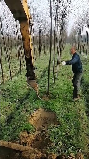 Modern machines for tree transplanting - excavators turns into "tree digging machines"
