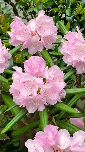 ロードデンドロン・カタウビエンセ（シャクナゲ） → 豪華な花姿に由来する「威厳」「荘厳」と、有毒植物であることにちなむ「危険」「警戒」「用心」です。高嶺に咲く「高嶺の花」として知られています😊