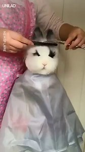 Just a rabbit fluffy getting a haircut 😍😍 | UNILAD