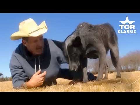 World‑Famous Skidboot: Texas’ Smartest Blue Heeler | TCR Classic