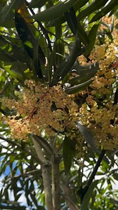 La flor de mango (Mangifera indica) no solo anuncia la llegada de la fruta deliciosa, sino que también posee poderosas propiedades medicinales. Rica en antioxidantes, taninos, vitaminas A y C, esta flor ayuda a fortalecer el sistema inmunológico, limpiar el cuerpo y mejorar la digestión. | Plantas Y Remedios”