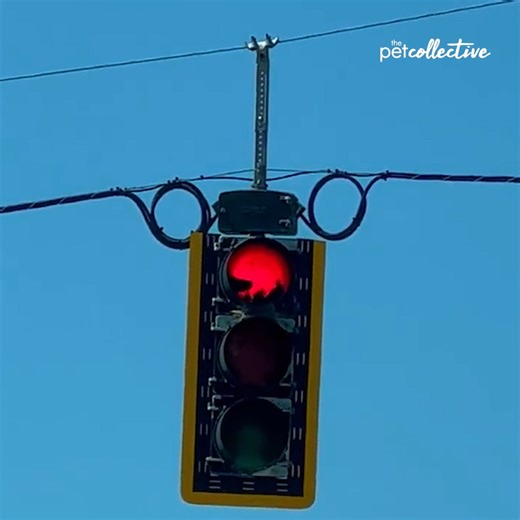 5.4M views · 7.3K reactions | This mama bird decided that the best place to put a nest was at a red light!  | The Pet Collective | Facebook