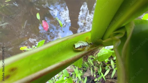 Blue-back reed frog (Heterixalus madagascariensis) powder-blue reed frog hiding on a water plant leaf, Madagascar.