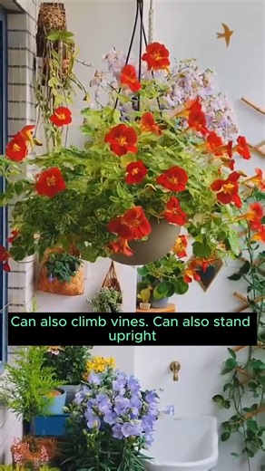 19K views · 117 reactions | How to grow happy vines #gardening #garden #gardeningtips #gardenlife #gardeninspiration #gardenideas #gardenlove #gardendesign #gardenersofinstagram #gardenersworld #garden_styles #gardenphotography #gardenlovers #gardenerslife #gardenart #gardenbeauty #gardensofinstagram #gardenplants #gardenviews #gardenersparadise #gardenista #gardeningcommunity #gardenloversclub #gardenaddict #gardeners #gardenerslife | Home Gardening | Facebook