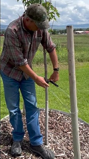 Stabilizing Trees with Stakes & Wire | DIY Landscaping Pro Tip
