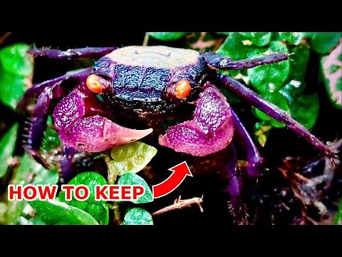 How to keep Vampire Crabs - Ultimate Care Guide for Geosesarma dennerle