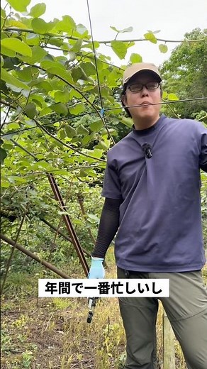 キウイにはオスの木とメスの木があるって知ってましたか？キウイの花に花粉をつける作業がキウイ農家の中で一番忙しい時期です😇 #農家 #農業 #農家の日常 #キウイ