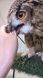 151K views · 3.4K reactions | Owl videos Baby owl video Cute owl video Pet owl video Owl playing Owl pet Funny owl Little owl Owl clips Owl lover #OwlVideos #BabyOwl #CuteOwl #PetOwl #FunnyOwl #OwlLover #BirdReels #AnimalVideos #WildlifeLovers #OwlsOfFacebook | Birds Owls | Facebook