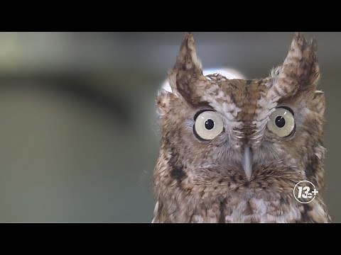 Michigan Bird Nerd: Superb Owls