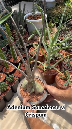 Adenium Somalense v. Crispum 🪴 A gift from friend 😍 #adenium #cactus #kaktus #desertrose #caudex