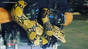 It was an Irving, Texas, officer to the rescue when a massive snake was on the loose in a parking lot. | Inside Edition