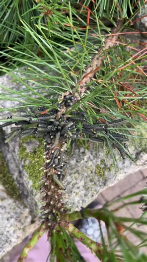 Disco Robaczki: Zabawne Insekty w Akcji