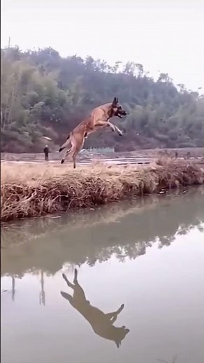 This Dog's River Jump Will Leave You Speechless! 🐶🌊😱