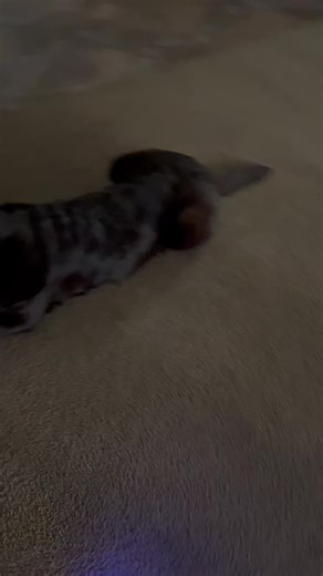 360 Dog Cam: Capture Your Pet's Adventures