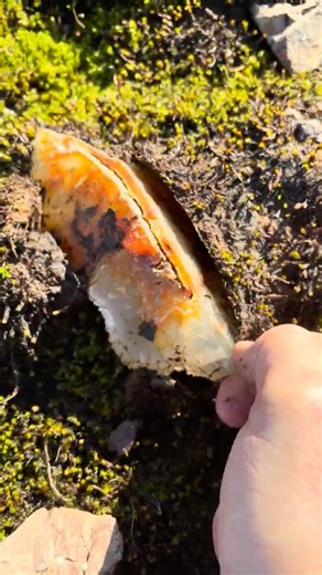 What’s hiding in the ground?! 😱Shocking find!