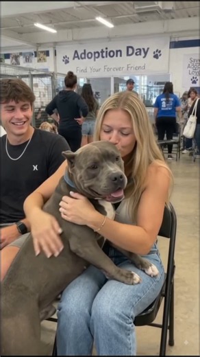 She Asked the Dog “Should I Adopt You?” 🥹🐶 His Reaction Was Priceless! ❤️#Shorts #americanbully #dog