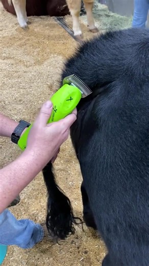 3 comments | “We absolutely love our X-Block clippers, but the KMX Cordless is hands down the best livestock clippers on the market! ” - #WahlAnimal Ambassador Rocking V Cattle. Don’t take our word for it, take theirs! Shop now: https://tr.ee/ZmG214ENEN | Wahl Animal USA | Facebook