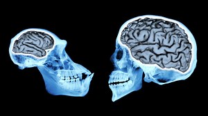 The evolution of intelligence: 5 key breakthroughs