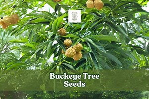 Ohio Buckeye Tree Seeds: Aesculus Glabra - State Tree - Etsy