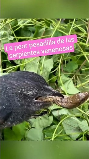 This Small Bird Is the True Nightmare of Snakes