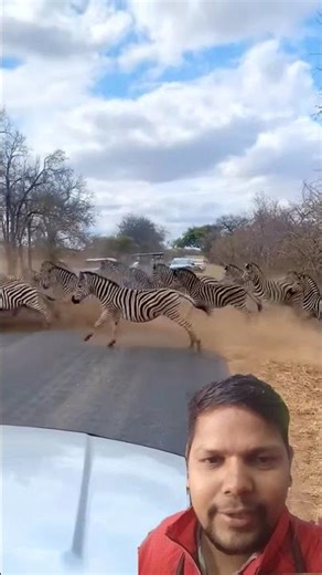 deer and Zebra Cross road #wildlife #leopard #safari #animals #africa #duet #zebra #deer #road