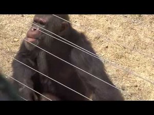 Chimp Eden Tour (13). Meet Cozy; and Joao -The oldest living Chimpanzee in the world.