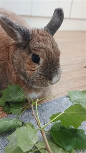 🐰Rex the bunny enjoys fresh leaves and tiny branches like a true nature lover 🌿🐇