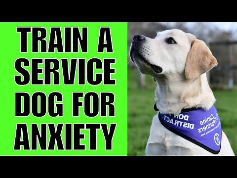 How To TRAIN A Service Dog For Anxiety.