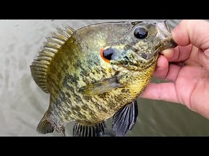 Catching bluegill and redear with worms