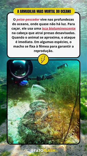 A ARMADILHA MORTAL do PEIXE-PESCADOR no OCEANO 🐟💡