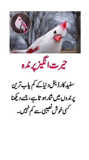 The Rare White Cardinal – A Once-in-a-Lifetime Beautiful Sight 🤍🕊️#NatureLovers #RareBird #USAUK