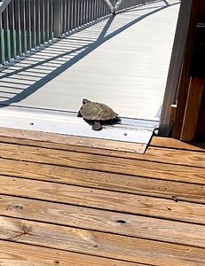 I thought turtles were slow 😅 | WTVideo