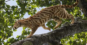 4.4K views · 99 reactions | Shrouded in mystery, the first cat on earth burst onto the Oligocene, conquered most of the world, and then disappeared without a trace. #paleontology #paleo #history #fossilfriday #fossils #wildcats #Bigcats #proailurus #wildlife #animals #animalvideos #animalvideo | Animalogic | Facebook