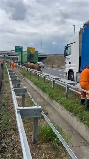 Odbegla krava na auto-putu kod Novog Sada zaustavila saobraćaj.Putari i policija pokušavaju da je pomere sa kolovozne trake. Video: @192_rs | Moj Grad Sremska Mitrovica