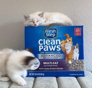 📸😻 Watch as @pearlsragdolls adorable little kittens step it up from basic litter to Fresh Step Clean Paws Multi-Cat Litter. ​ With 10-day odor control and clumping power, it’s the cat’s meow for paws and noses alike! 🙌🐾​ #freshstep #superiorodorcontrol #happykittens​ FEBREZE is used under license from The Procter & Gamble Company or its affiliates. | Fresh Step Litter