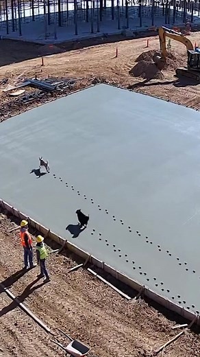 These dogs just ruined HOURS of work in 5 seconds! 💀 (AI) | Crafty School