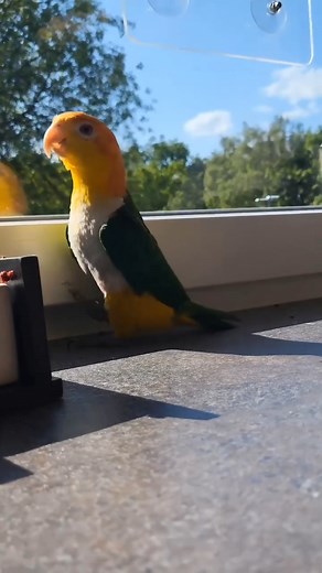 135K views · 5.5K reactions | Michael Jackson Parrot | Beautiful World | Facebook