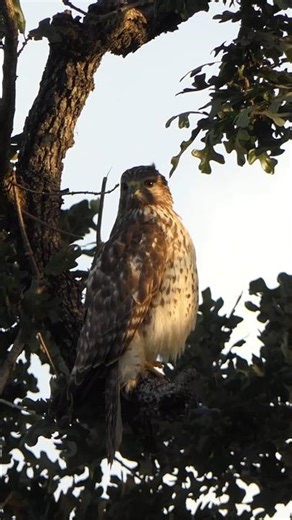 Red-shouldered Hawk just looks around
